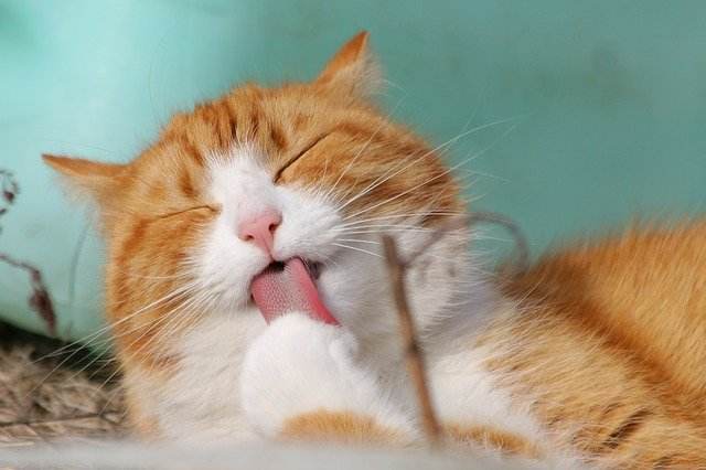 10 ragioni per cui il tuo gatto fa i bisogni fuori dalla lettiera e come risolvere