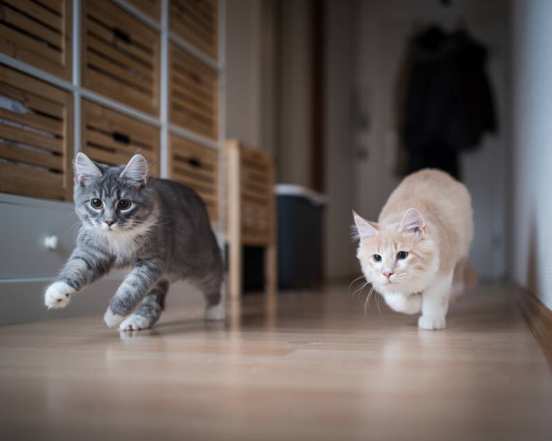perché i gatti corrono di notte