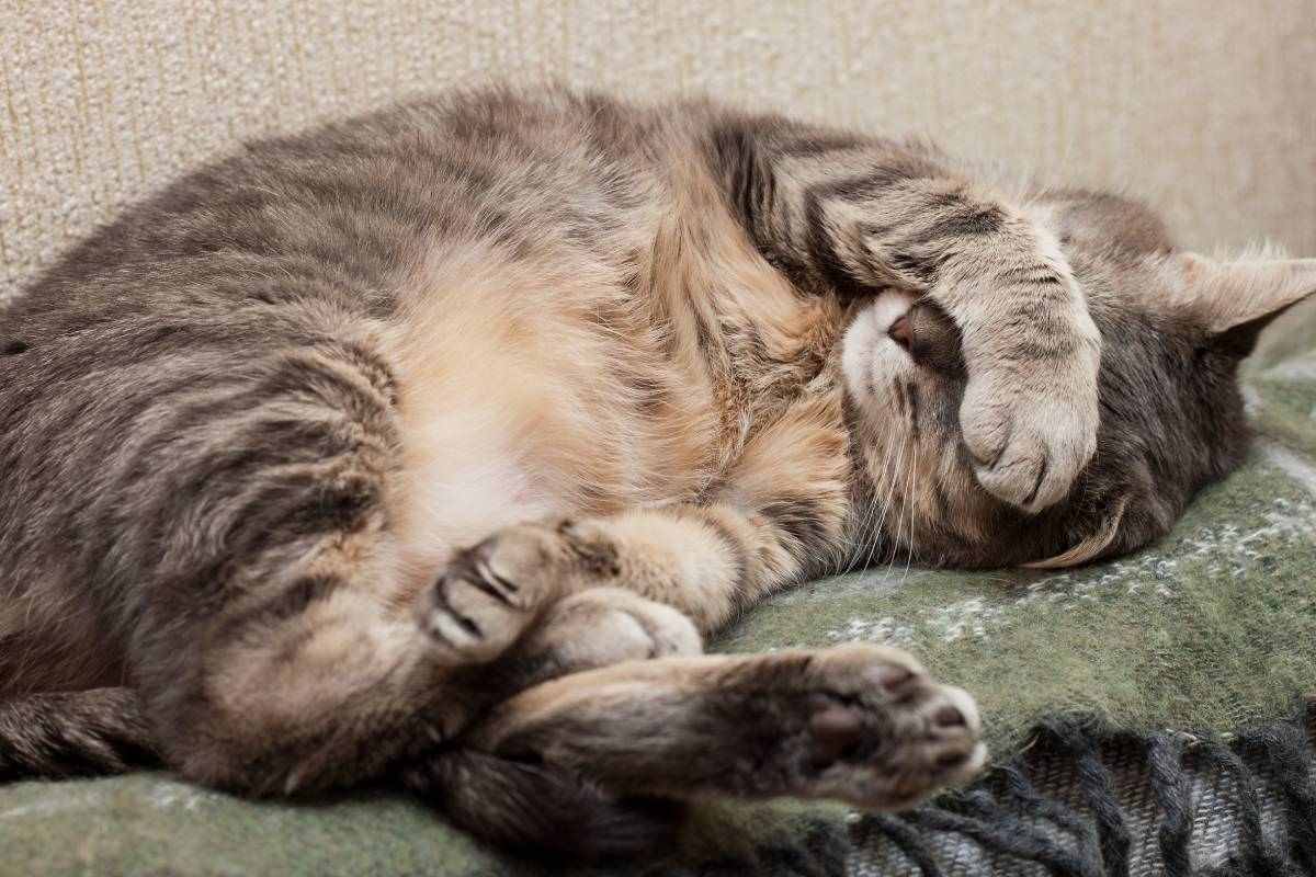 perché i gatti dormono così a lungo