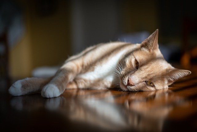 perché ai gatti non piace l'acqua
