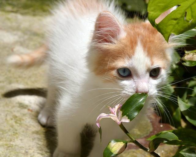 perché ai gatti non piace l'acqua