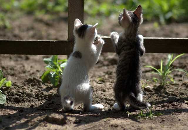 perché i gatti si rotolano per terra