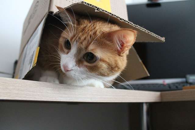 perché ai gatti piacciono le scatole