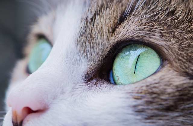 perché i gatti vedono al buio