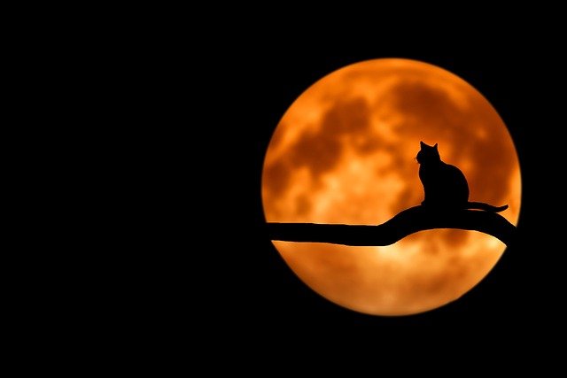 cosa significa sognare un gatto nero