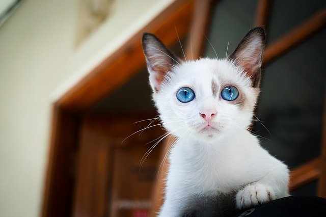 come capire se il gatto ha i vermi