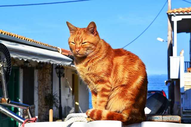 dove lasciare il gatto quando si va in vacanza