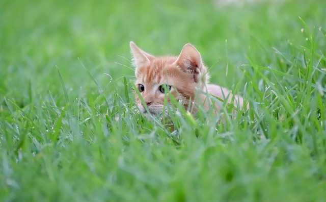 perché i gatti mangiano erba e vomitano