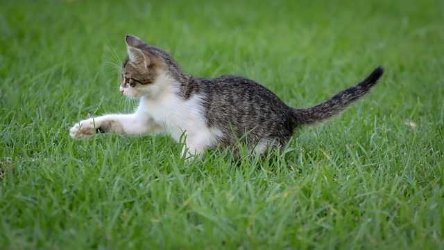 perché i gatti mangiano erba e vomitano