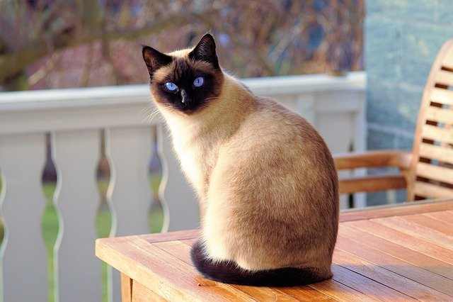 Come eliminare l'odore della pipì del gatto