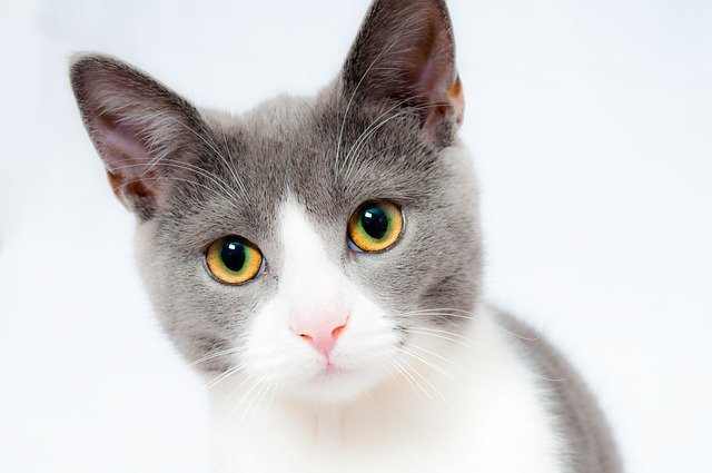 Come eliminare l'odore della pipì del gatto