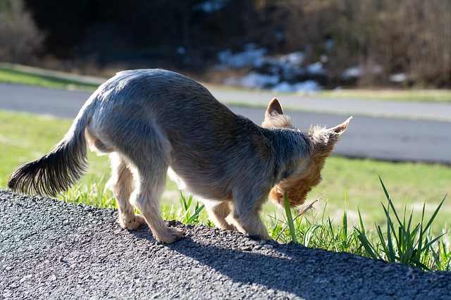 10 motivi per cui i cani mangiano le proprie feci