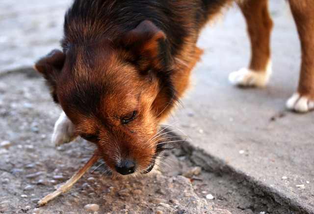 10 motivi per cui i cani mangiano le proprie feci
