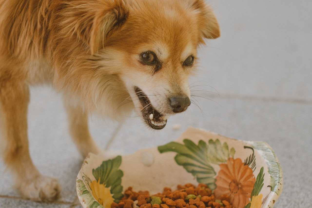 10 motivi per cui i cani mangiano le proprie feci