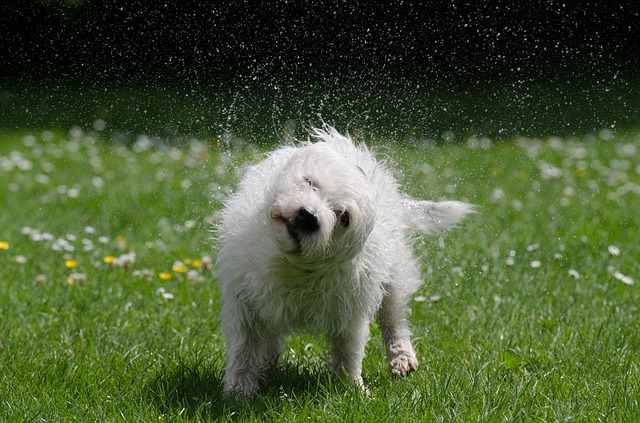 11 motivi per cui il tuo cane trema