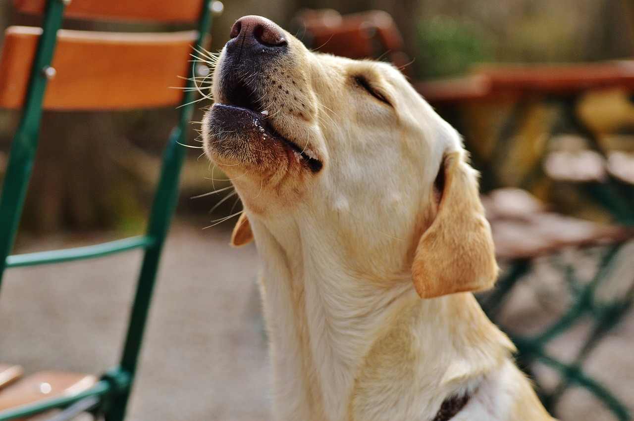 4 ragioni per cui i cani ululano alle sirene