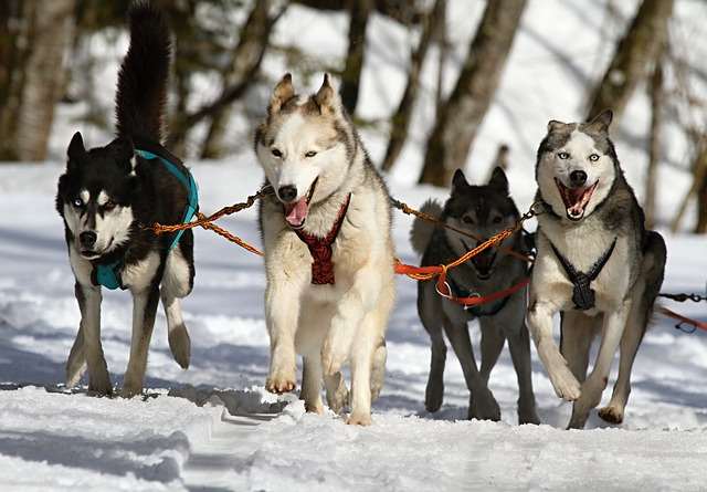 husky