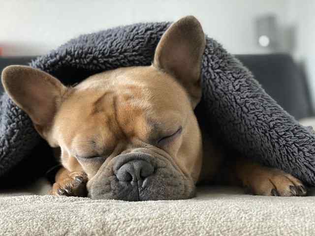 quanto dormono i cani