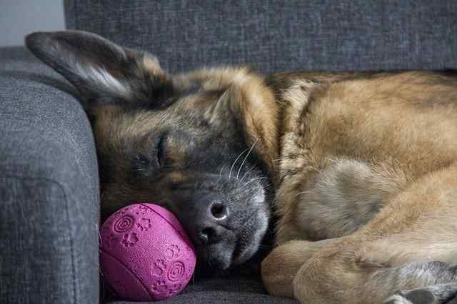quanto dormono i cani
