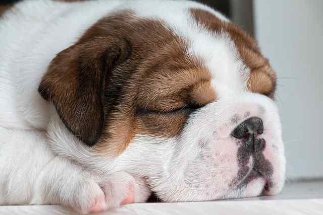 quanto dormono i cani