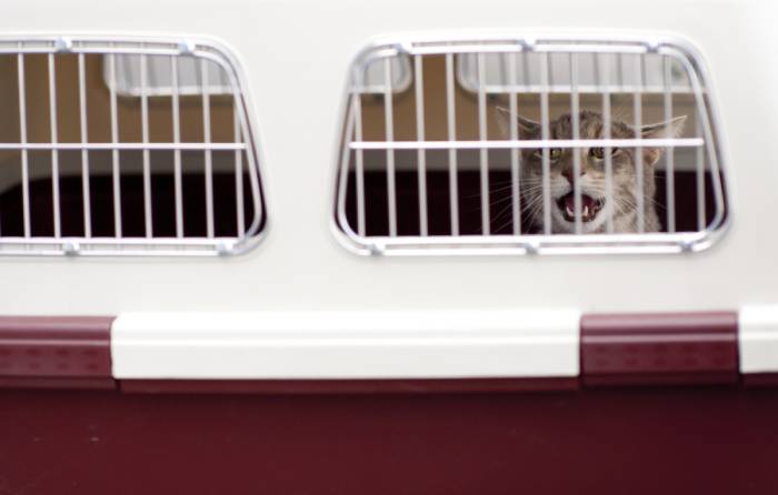 Come organizzare viaggio aereo con un animale domestico