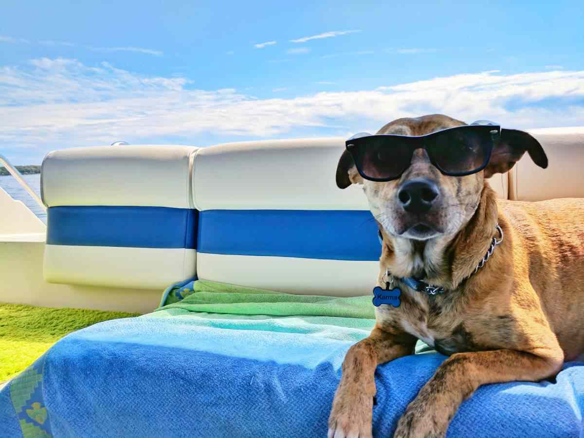 Come organizzare viaggio aereo con un animale domestico